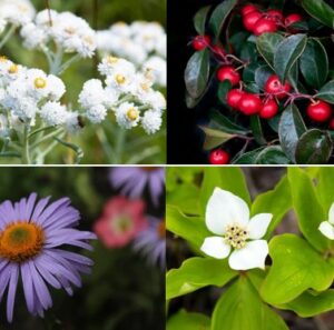 Photos of four perennial Native plants